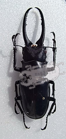 Genus Prosopocoilus the online insect museum